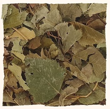 Birkenblätter ganz | Betulae folium